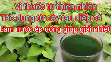 Làm nước ép từ rau diếp cá giúp giải nhiệt vị thuốc tự nhiên | Hôm Nay Vlog