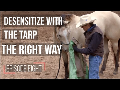 Desensitizing Your Horse Use the Tarp Properly