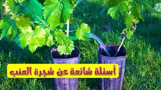 شجرة العنب - التسميد - التقليم - الرعاية | Grapes tree