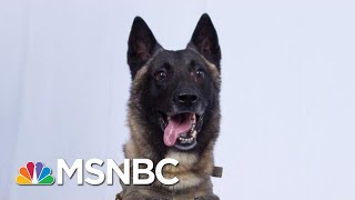 In This Political Climate, We Can Still Agree That The Dog Is Awesome, Right? | Deadline | MSNBC