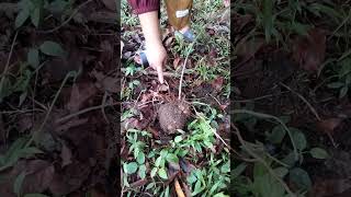 Forest Tuber B3r4cun Terny4t4 4j4ib Di D4l4mny4 4d4 Pus4k4 K3r1s Trisul4 mystical  viral