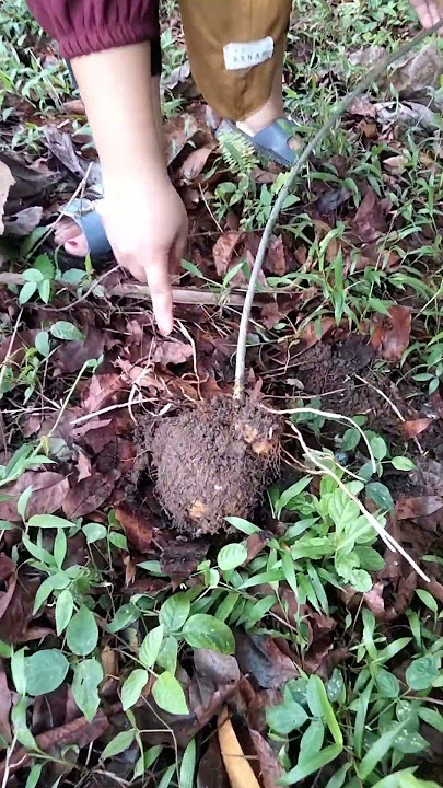 forest tuber b3r4cun terny4t4 4j4ib di d4l4mny4 4d4 pus4k4 k3r1s trisul4 #mystical #video #viral