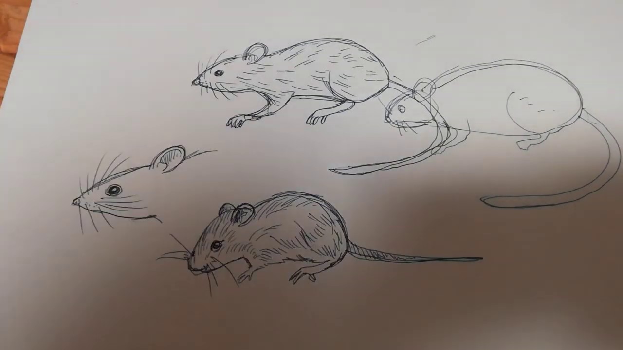 あんまり可愛くないネズミが描きたい 描き方 可愛くない普通のネズミの描き方 Youtube