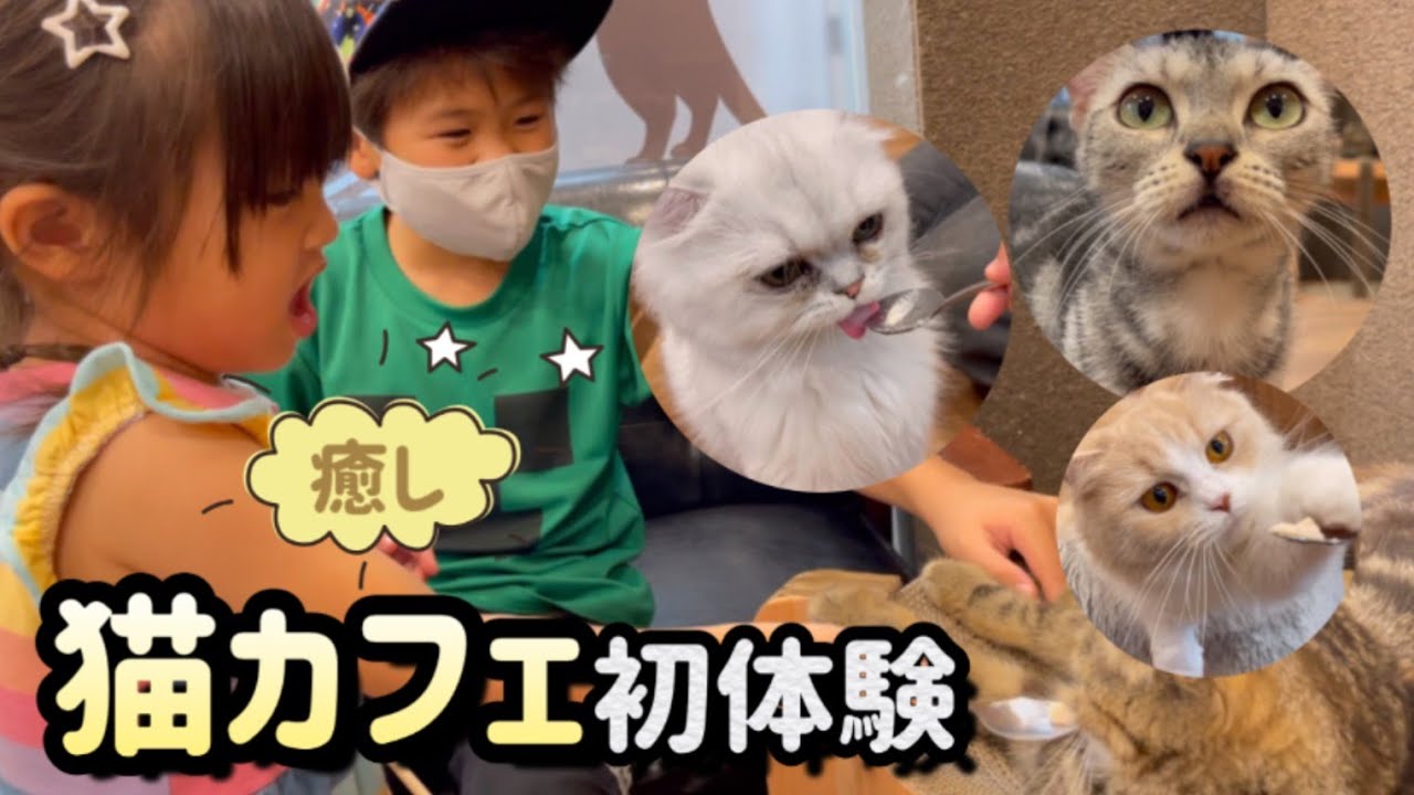 【癒し】初めての猫カフェで癒されてきました！空陸屋で家族で貸切30分のまったりネコ動画♡お兄ちゃんまさかのネコアレルギー！？