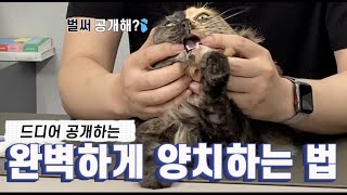 양치가 안 되면~ 냥신티비 닷컴~~ (고양이 양치 교육)