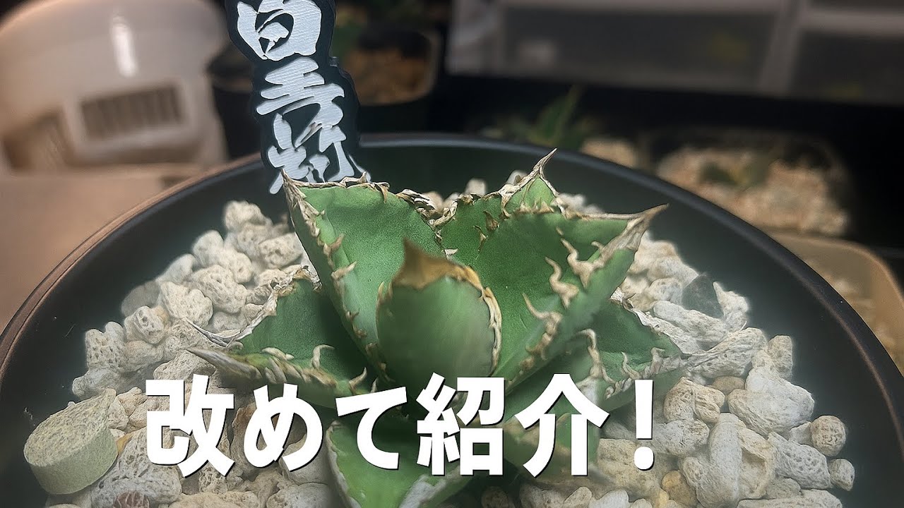 アガベ皇冠改めて紹介！ - YouTube