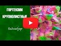 Гортензия крупнолистная 🌟 Топ-10 самых красивых сортов