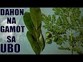 DAHON NA GAMOT SA UBO(GUYABANO,MALUNGGAY+ kalamansi)