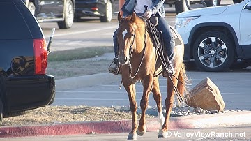 Jazzy Sly Cat***For info, price, etc., go to our website: ValleyViewRanch.net***