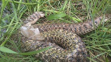 Lâu Lắm Mới Lại Có Cảm Giác Thăm Bẫy Rắn Út lãng Tử 2