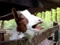 Mowing goat - Mähende Ziege