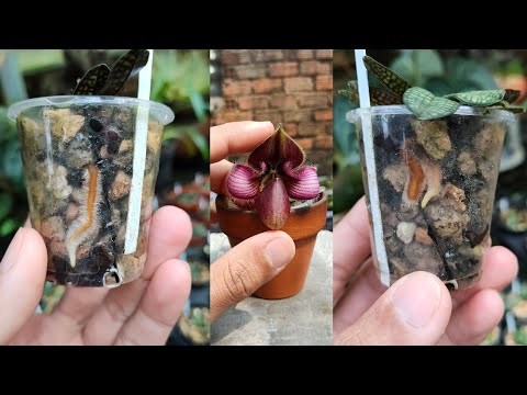 Video: Hoa Lan Paphiopedilum Là Gì - Cách Trồng Một Cây Lan Paphiopedilum