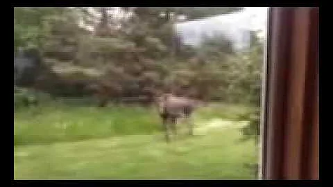 Moose Too