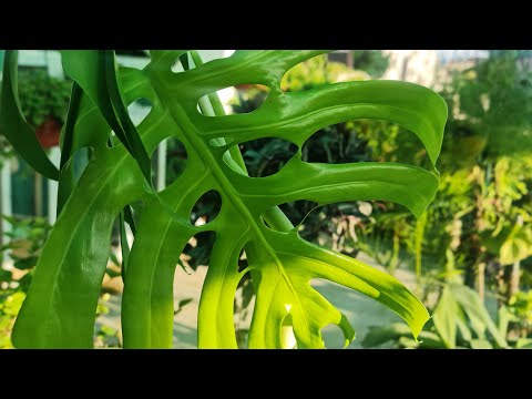 تصویری: Monstera ، اسرار رشد است