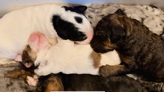 Bernedoodle Puppies Sleeping - 8 days old by Regency Doodles 812 views 4 months ago 2 minutes, 30 seconds