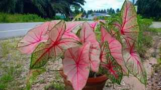 ตะลึงมาก!!!เจอ สูตรดินที่ใช้ปลูกบอนสีให้สวยสีสดเข้มใบใหญ่แตกกอเร็วสุดตะลึง!!