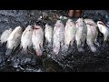 Pesca  y caza de tilapias - Caza y más