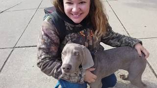 Alfie | 5 month old Weimaraner | Off Leash k9 Training by Shannon Ruland 437 views 4 years ago 7 minutes, 52 seconds