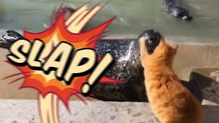 Cat Slaps Seal (meme)