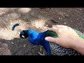 Romeo, my Indian Blue Peacock, letting me pet him.   AWESOME!
