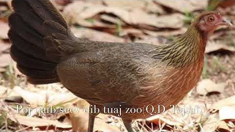 Poj qaib seev dib tuaj zoo100%(เสียงไก่ต่อตัวเมียต่อเข้า100%)