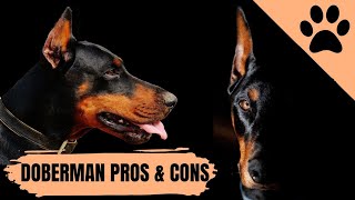 Ventajas y desventajas de tener un Doberman Finalmente Reveladas by Perros Mundo 293 views 13 days ago 9 minutes