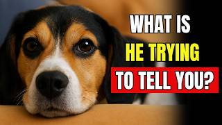 20 Things Your Dog Is Trying to Tell You