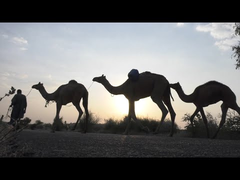 Vídeo: Tribos Nômades De Todo O Mundo Que Ainda Existem