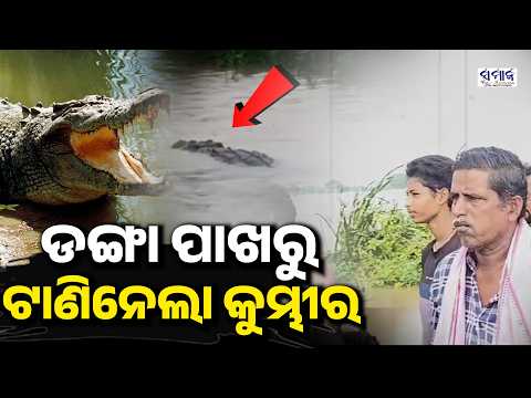 କେନ୍ଦ୍ରାପଡ଼ା ନଈନାଳରେ ମାତିଛନ୍ତି ମଣିଷଖିଆ କୁମ୍ଭୀର !