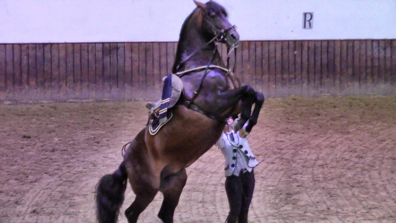 Jerez de la Frontera - Espectáculo (1/3) Real Escuela Andaluza del Arte Ecuestre, 7 de junio 2022