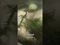 На ужин куриный бульон