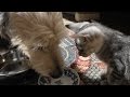 野良子猫ろく おばさんと犬のりゅうと子猫ろく、時々おじさん