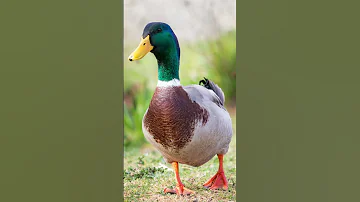 Voice Of Duck Bird 