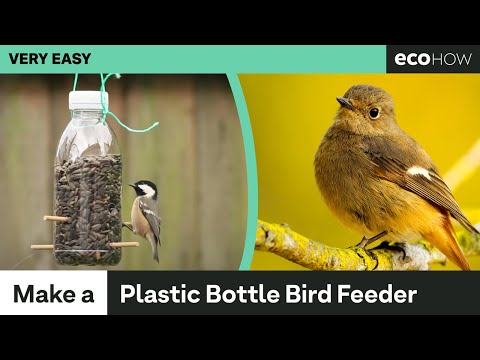 Video: How To Make A Bird Feeder From A Plastic Bottle?