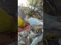 Watch These Cute Budgies Explore Their World With Endless Curiosity in Denver 3