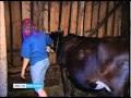 Жители села Рождествено сделали сельское хозяйство прибыльным