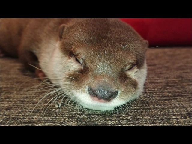 〔限界！電池切れ〕寝落ち寸前のカワウソちぃたん☆