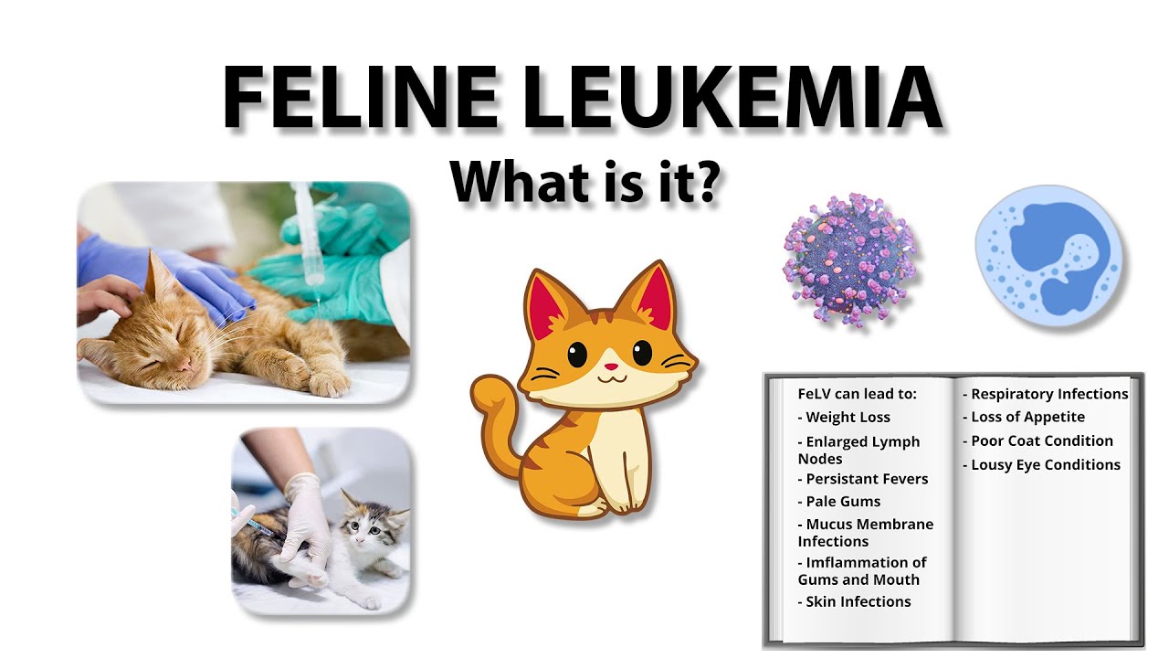 What is Feline Leukemia? The Basics | E.P 1 - YouTube