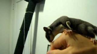 Bruno the Sugar Glider Jumping Around - Loving the Camera!!