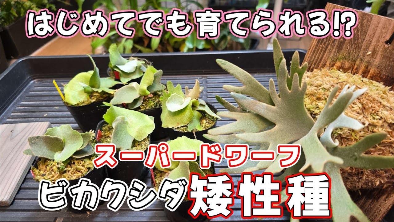 dwarf 15種　ビカクシダ　1月3日でけします。 Intriguing Spadwa] After actually raising it, it's quite