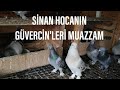 SİNAN KARDEŞİMİ ZİYARET ETTİK GÜVERCİN'LERİNİ İNCELEDİK.