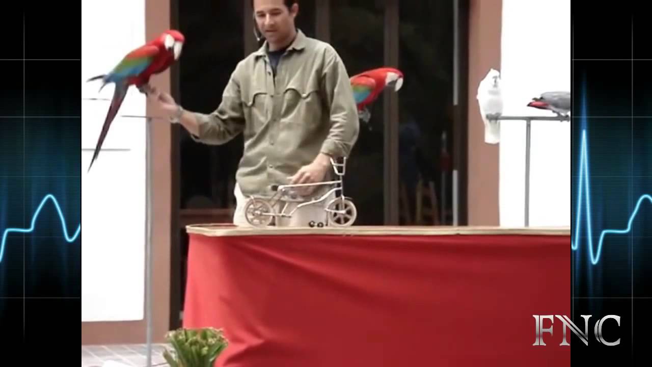 Smart Parrot Riding Bike Compilation