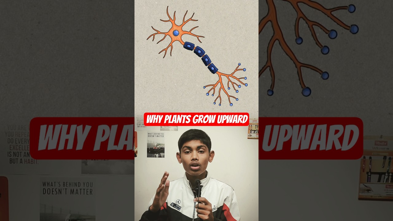 What is Geo tropism?💯