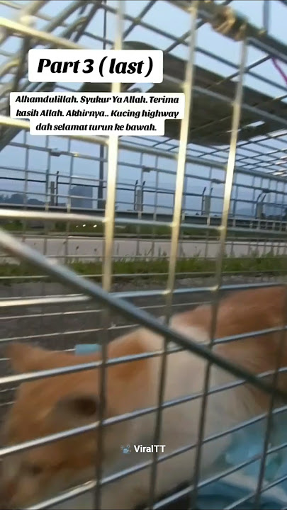Usaha gigih lelaki cuba selamatkan kucing di Rawang Bypass membuahkan hasil.