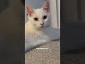 The Motto I Live By Cat Catlovers Shortsviral The Motto I Live By Cat Catlovers Shortsviral