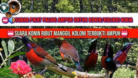 Suara pikat kolibri ninja ribut paling ampuh