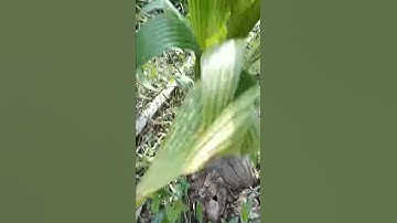 Không xem phí cả đời, dừa 3 đọt cần bán