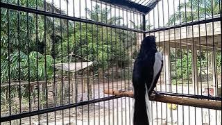 Kacer rasa sirtu/cipo