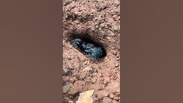 Scorpion vs Ants A Battle for Survival