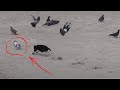 Hunter Cat - House Cat Catches a Pigeon at Sea